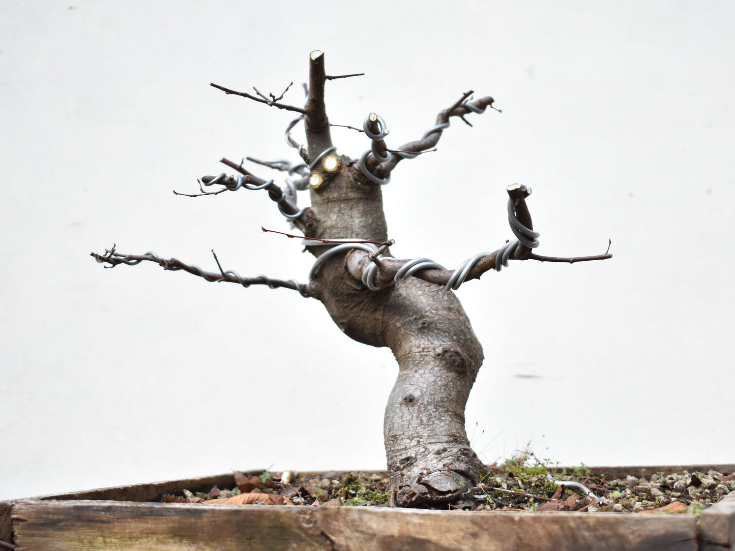 ROBLE PELLIN (Nothofagus Obliqua)