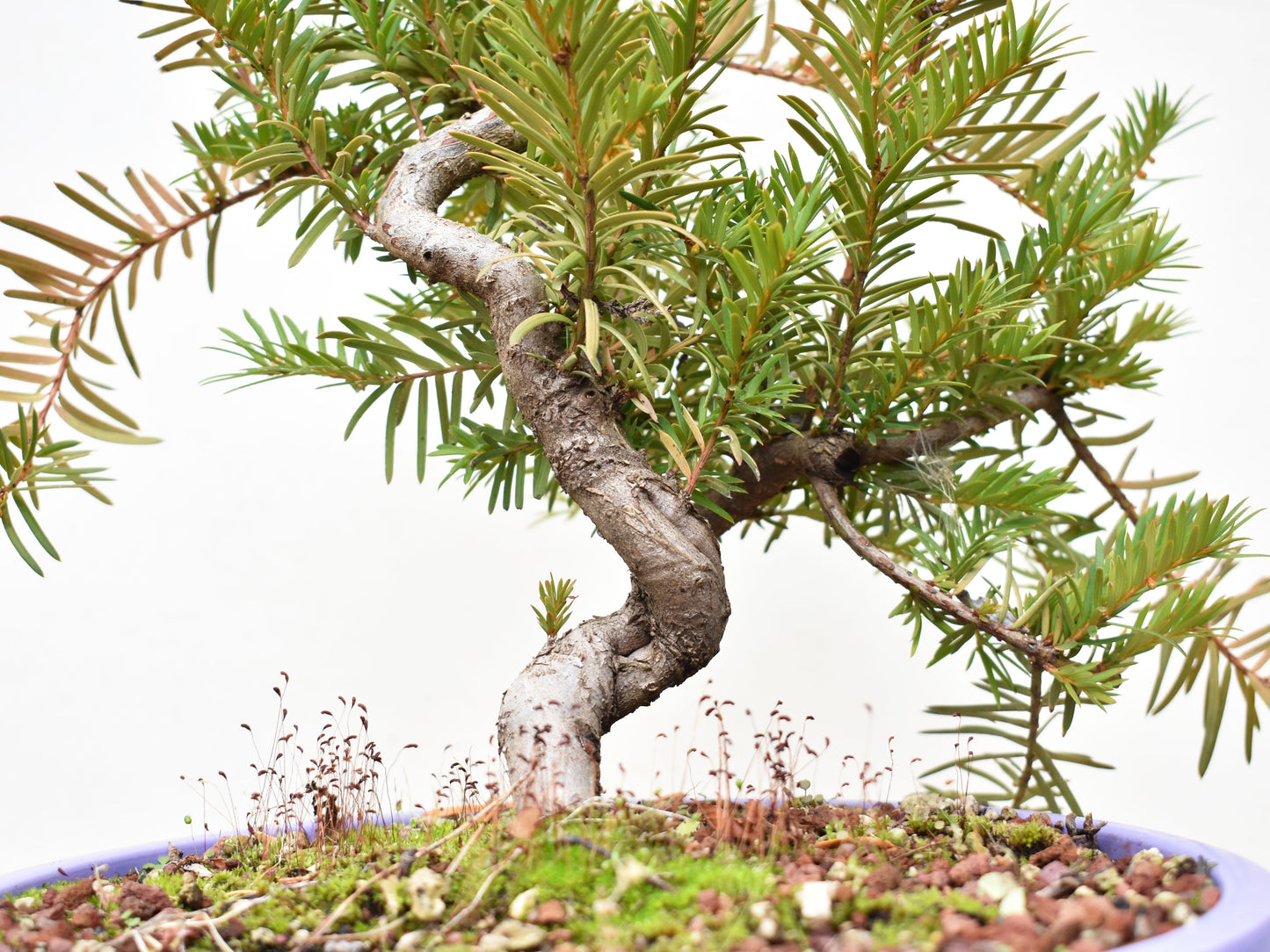 TEJO (Taxus C.)