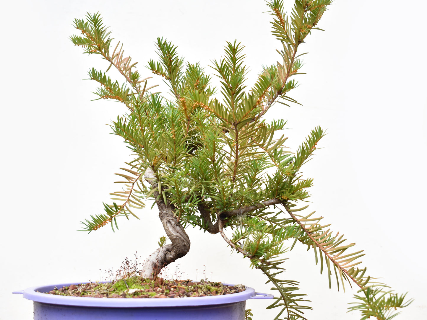 TEJO (Taxus C.)