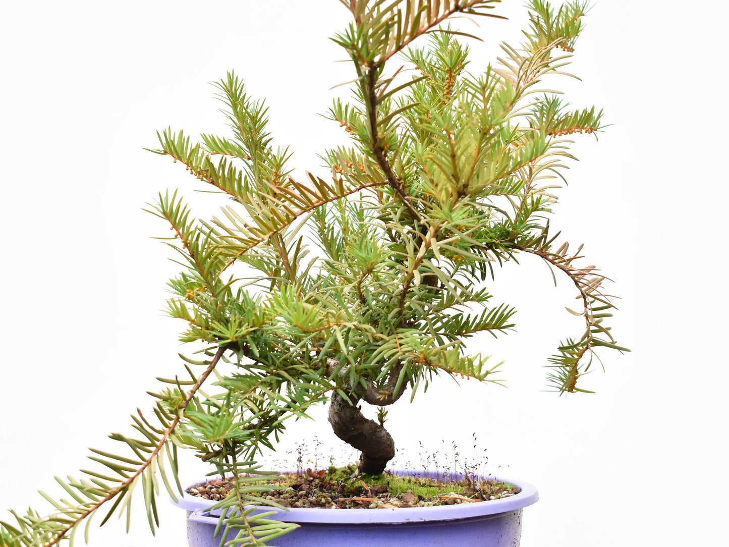 TEJO (Taxus C.)