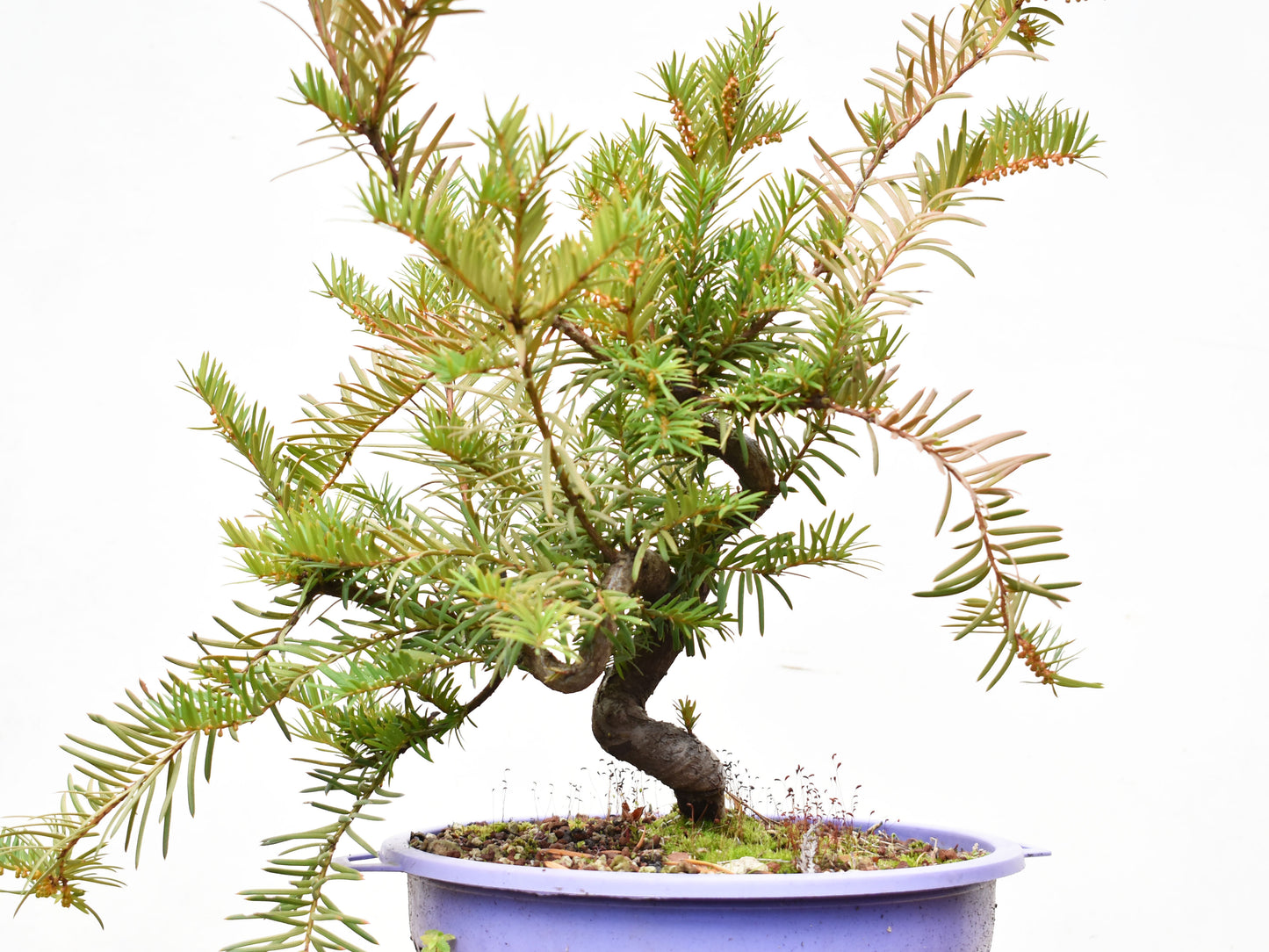 TEJO (Taxus C.)