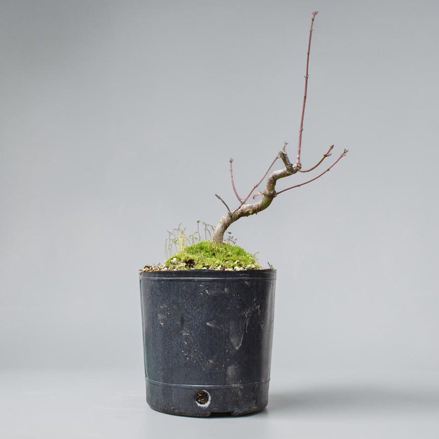ARCE JAPONES (Acer Palmatum)