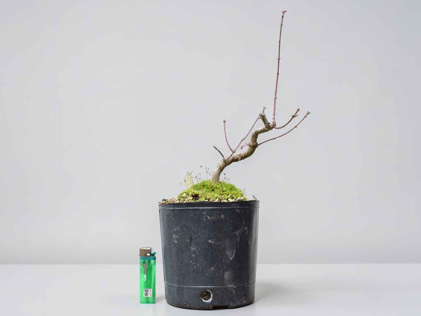 ARCE JAPONES (Acer Palmatum)