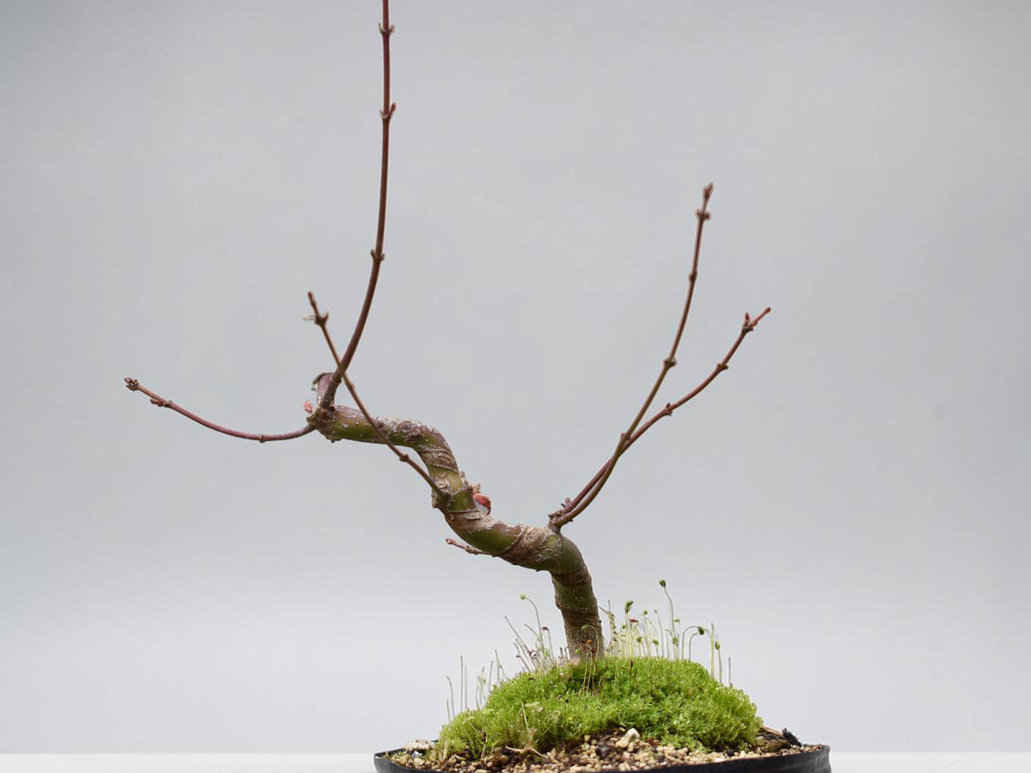 ARCE JAPONES (Acer Palmatum)