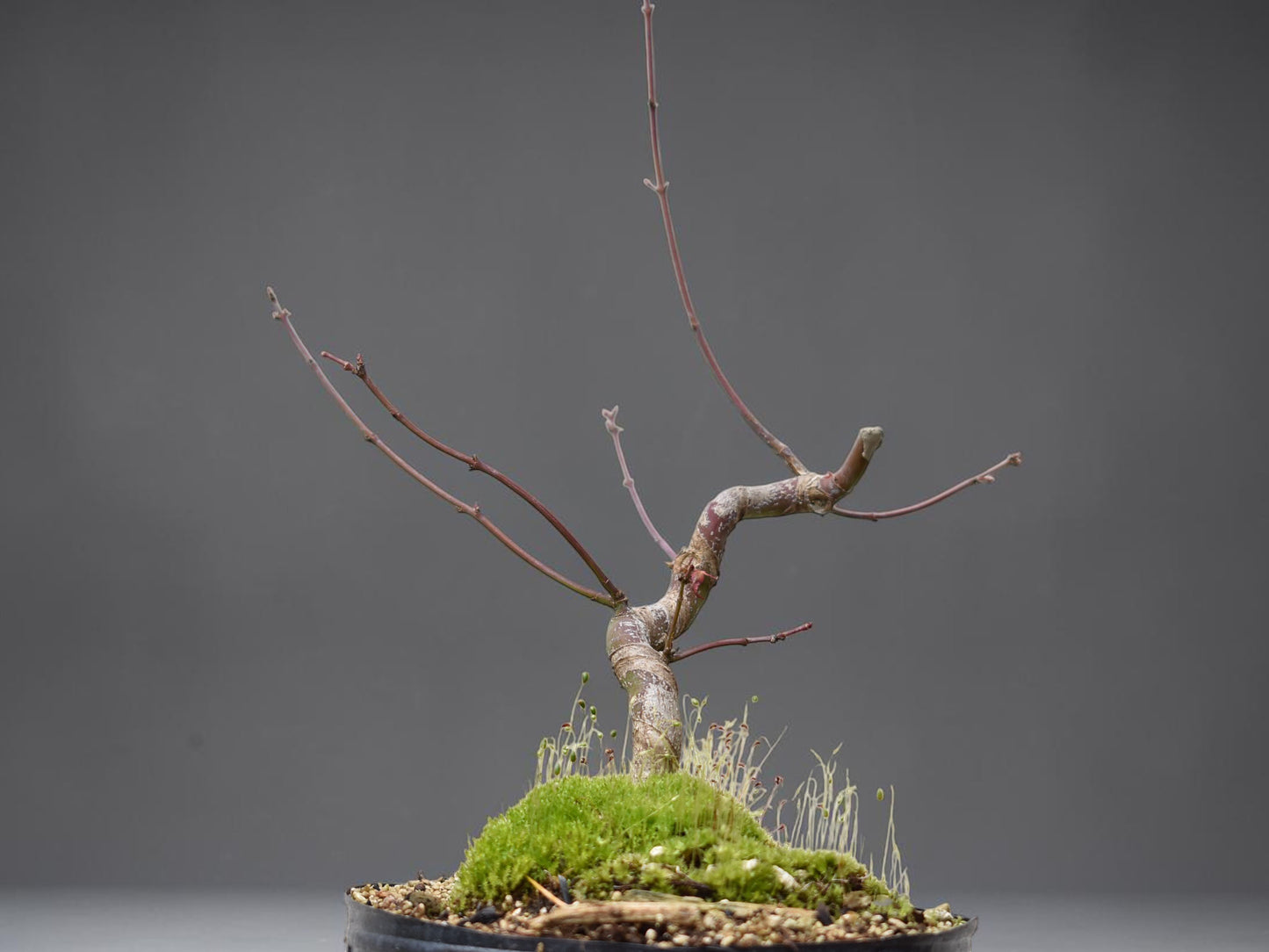 ARCE JAPONES (Acer Palmatum)