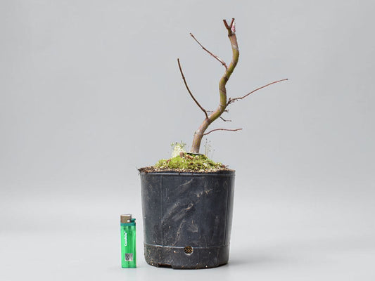 ARCE JAPONES (Acer Palmatum)