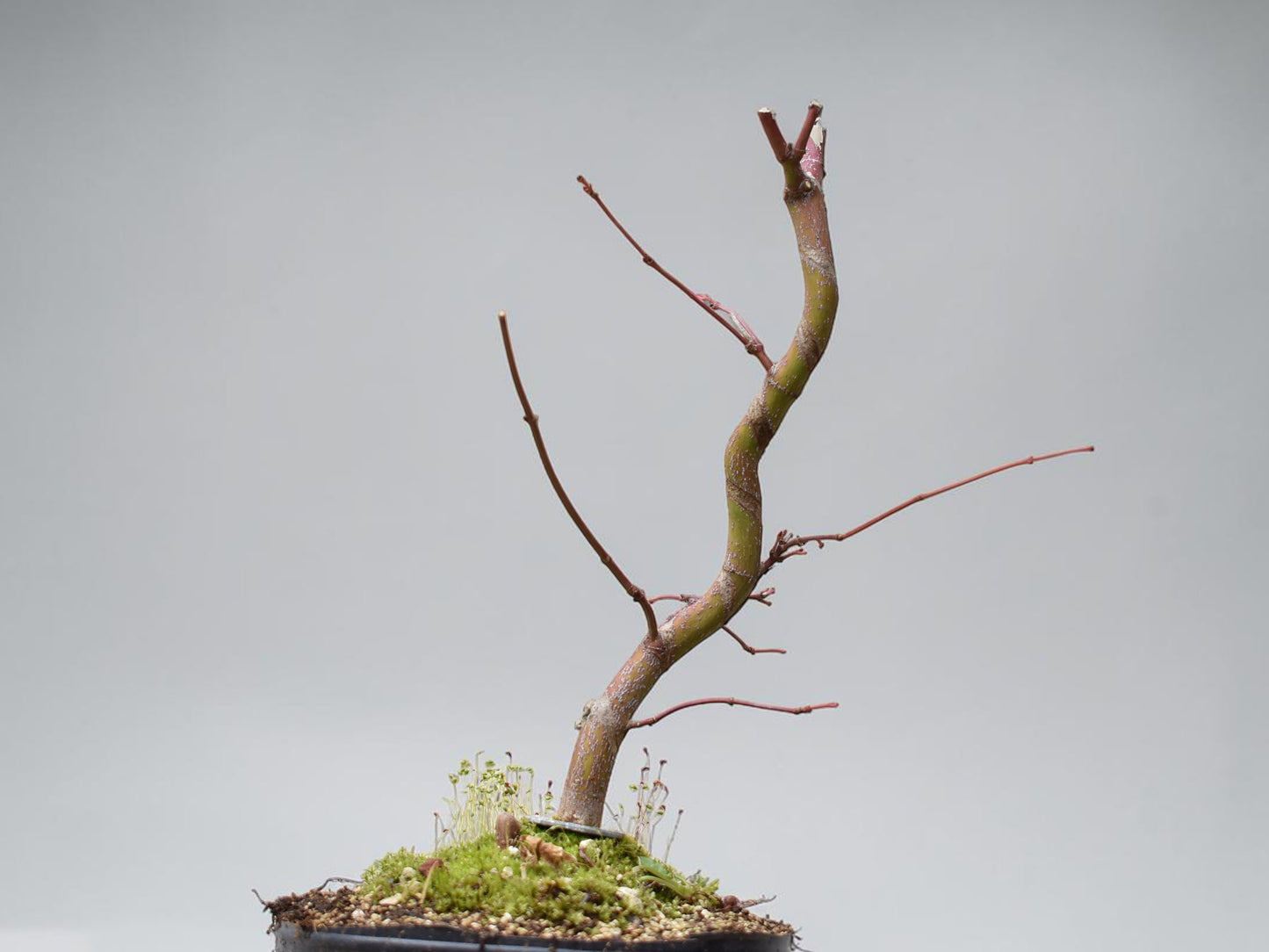 ARCE JAPONES (Acer Palmatum)
