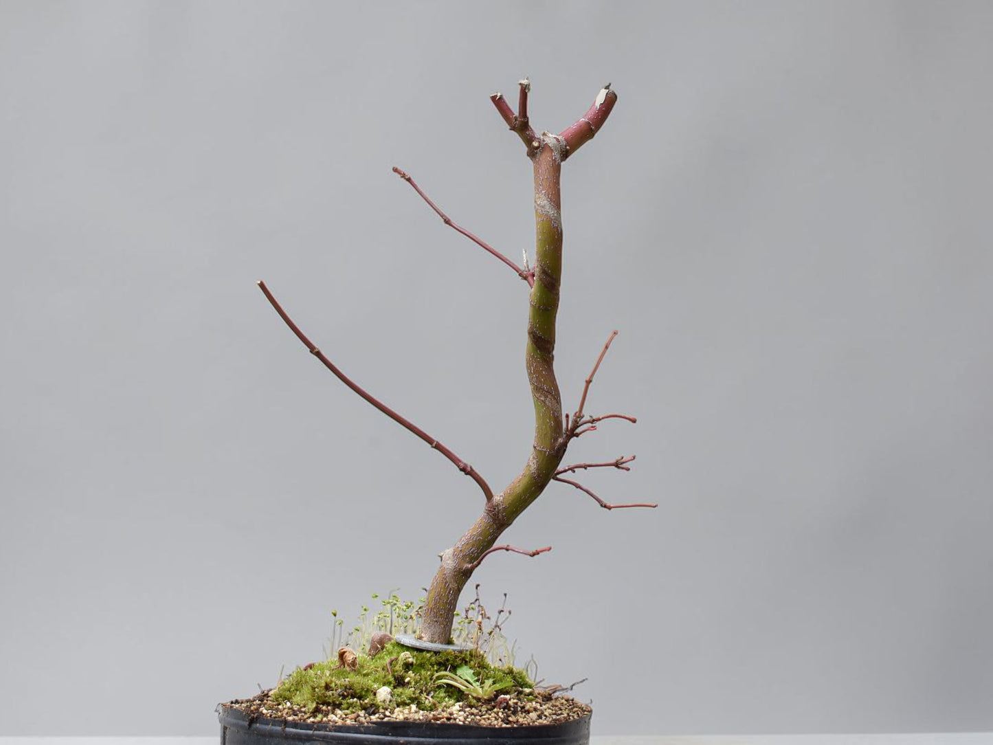 ARCE JAPONES (Acer Palmatum)