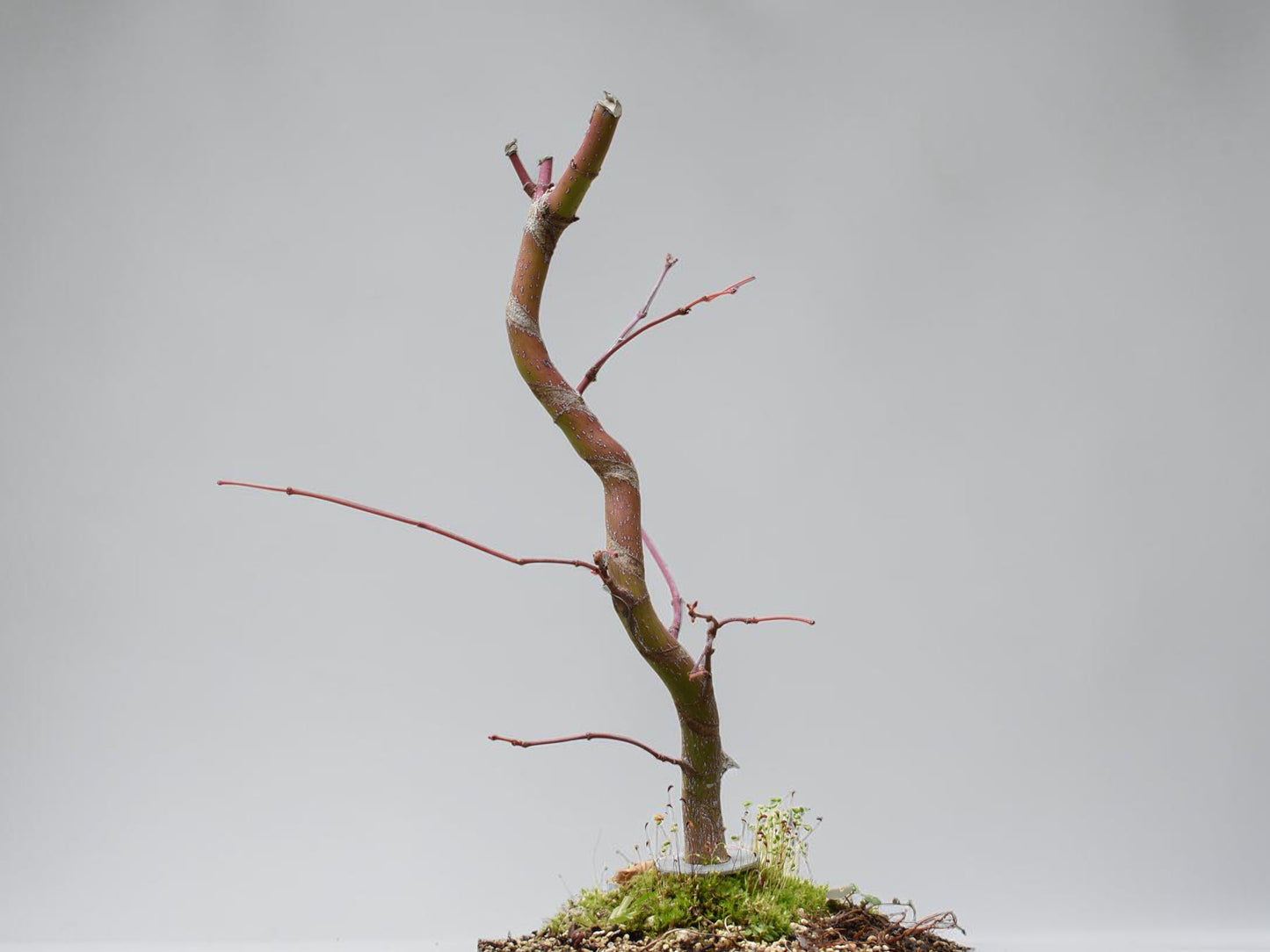 ARCE JAPONES (Acer Palmatum)