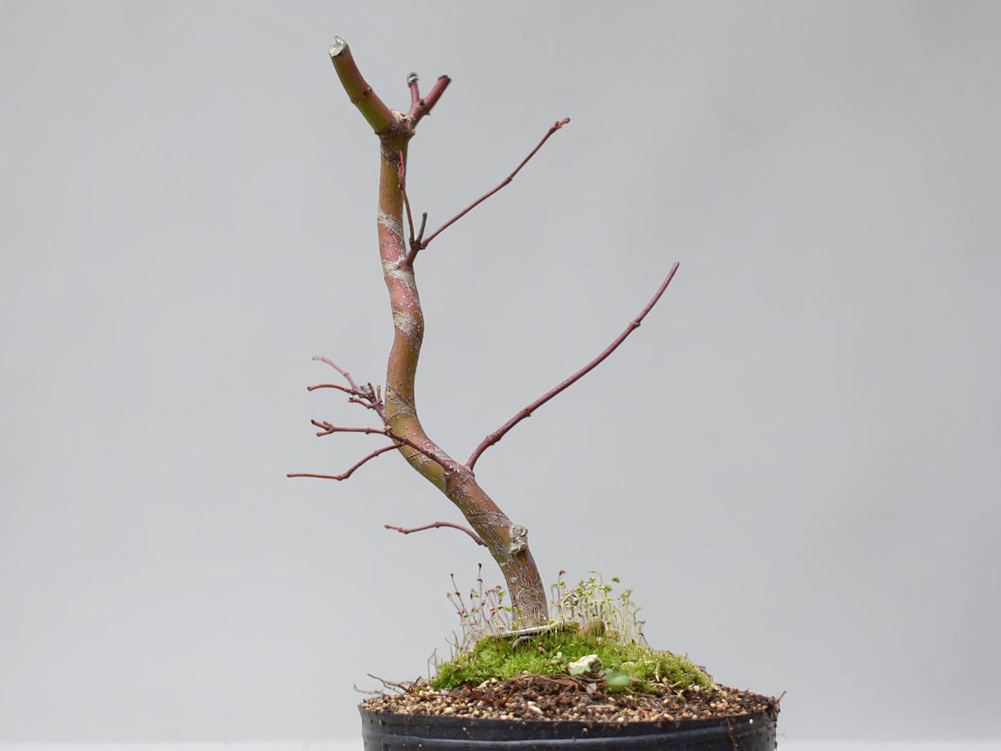 ARCE JAPONES (Acer Palmatum)