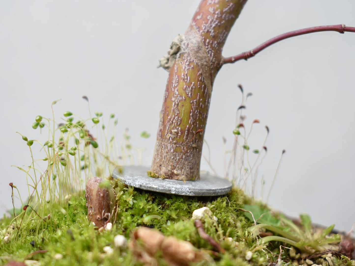 ARCE JAPONES (Acer Palmatum)