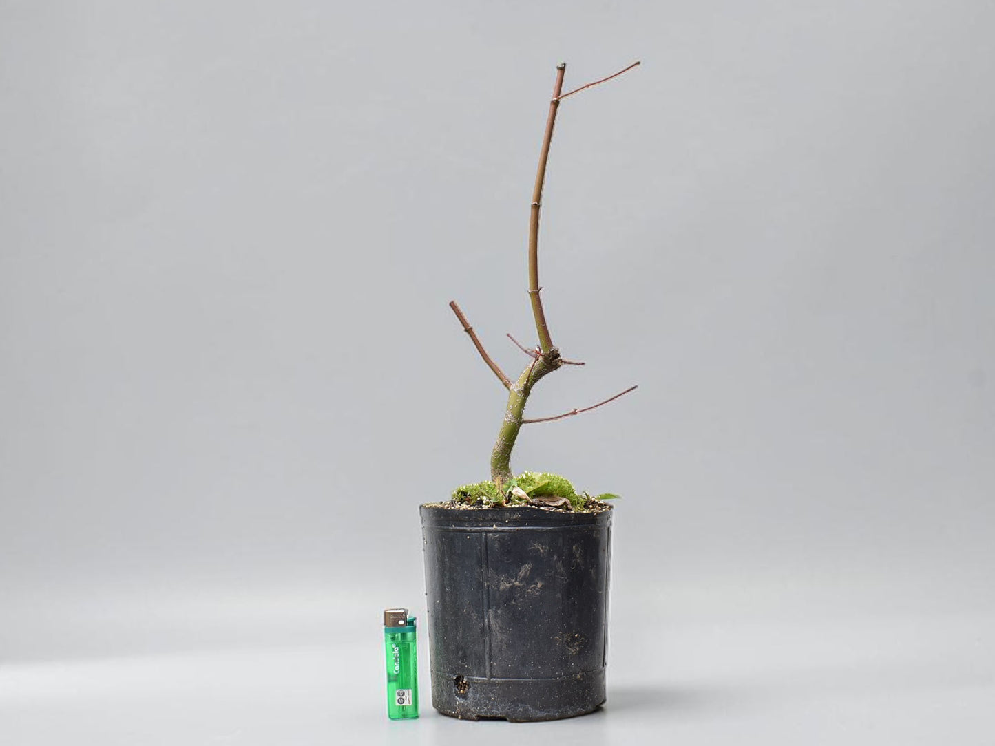 ARCE JAPONES (Acer Palmatum)