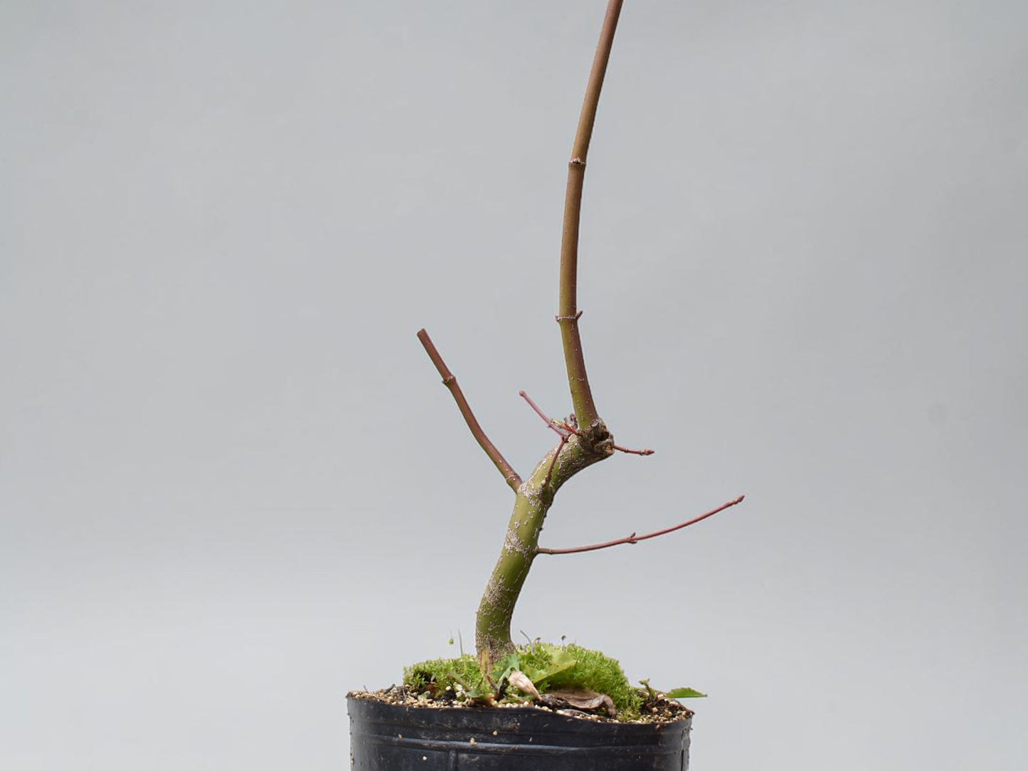 ARCE JAPONES (Acer Palmatum)