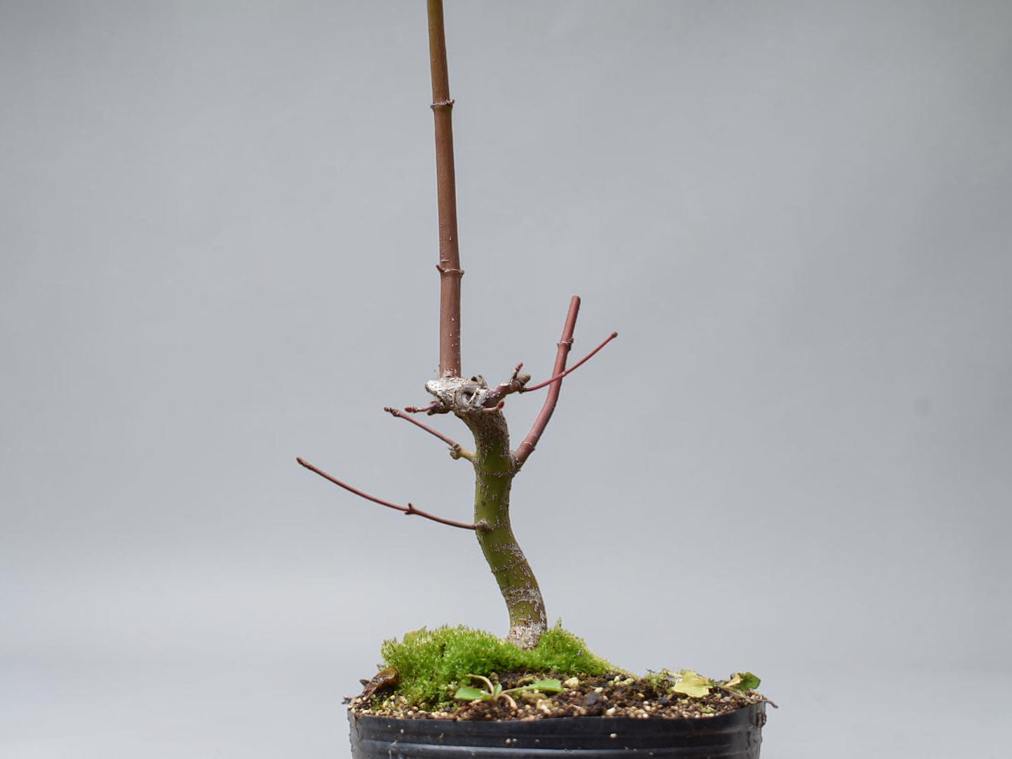 ARCE JAPONES (Acer Palmatum)