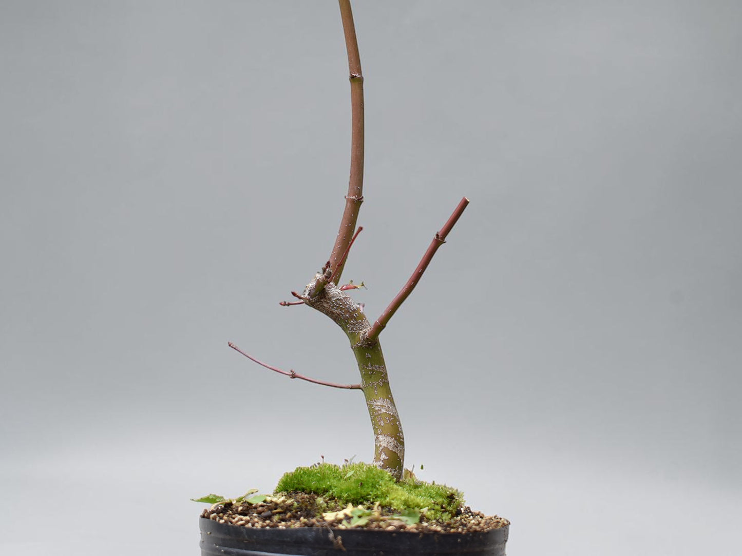 ARCE JAPONES (Acer Palmatum)
