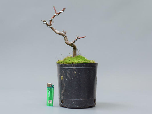 ARCE JAPONES (Acer Palmatum)