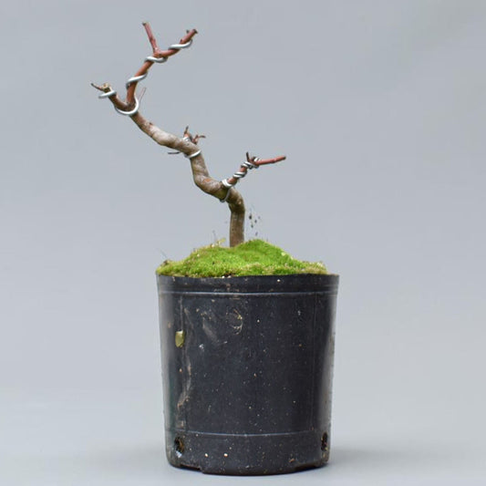 ARCE JAPONES (Acer Palmatum)