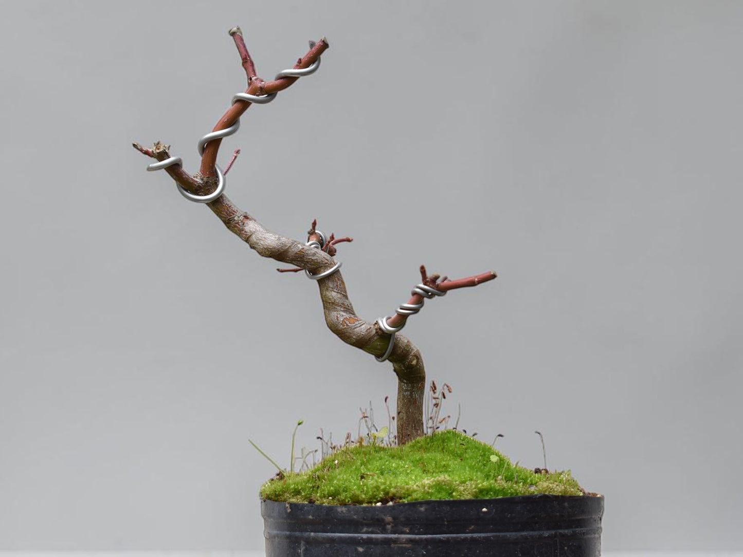 ARCE JAPONES (Acer Palmatum)