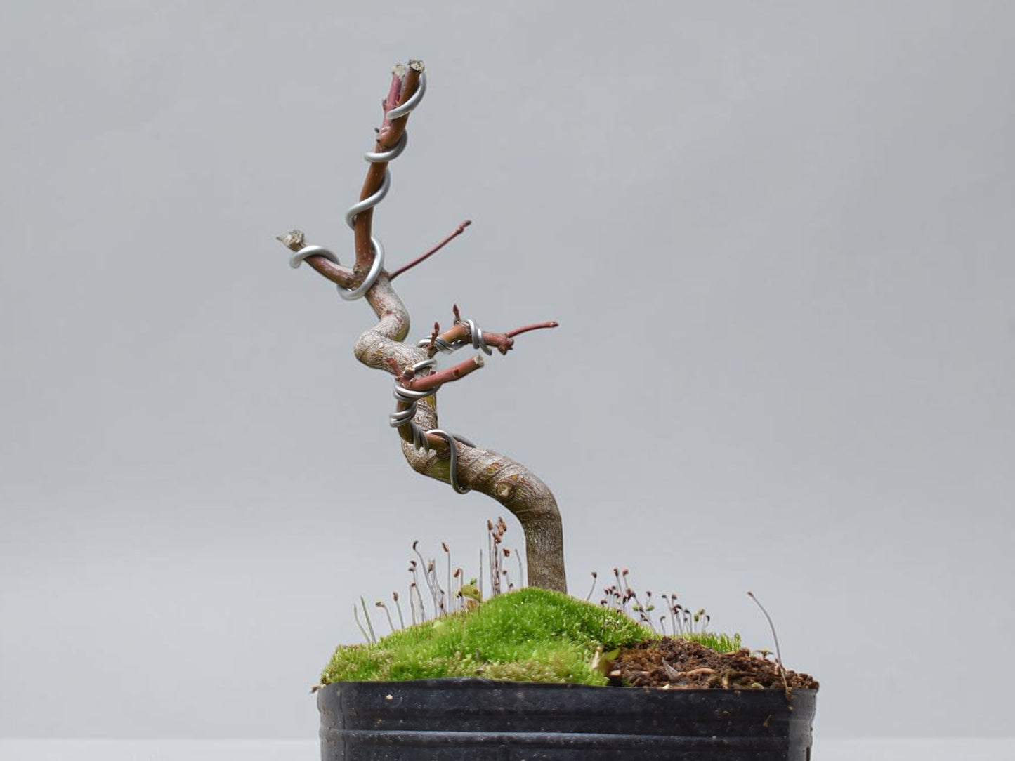 ARCE JAPONES (Acer Palmatum)