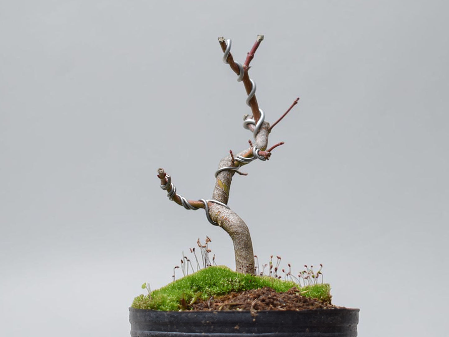 ARCE JAPONES (Acer Palmatum)