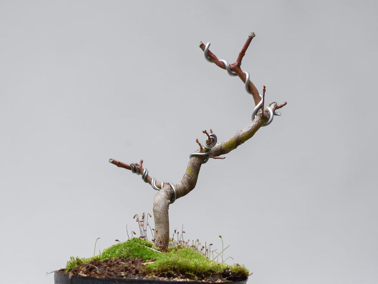 ARCE JAPONES (Acer Palmatum)