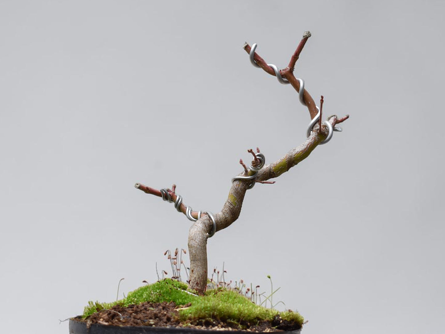 ARCE JAPONES (Acer Palmatum)
