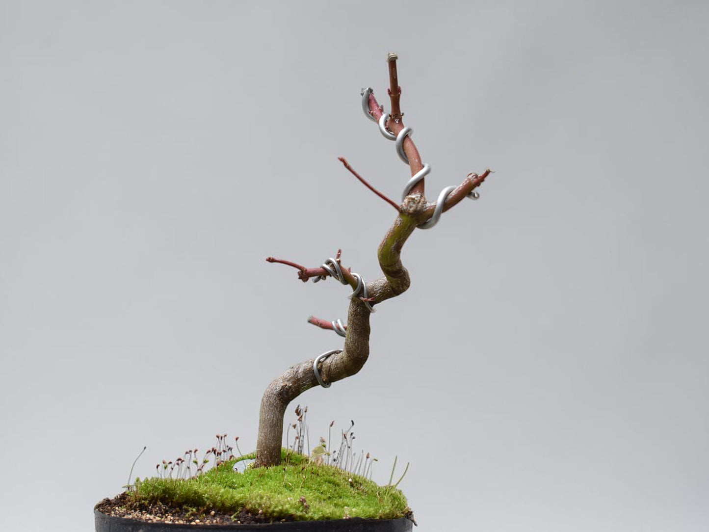 ARCE JAPONES (Acer Palmatum)