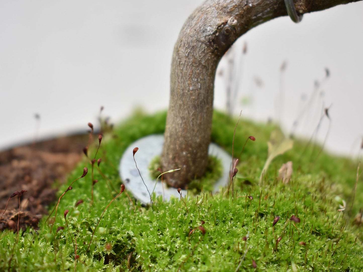 ARCE JAPONES (Acer Palmatum)