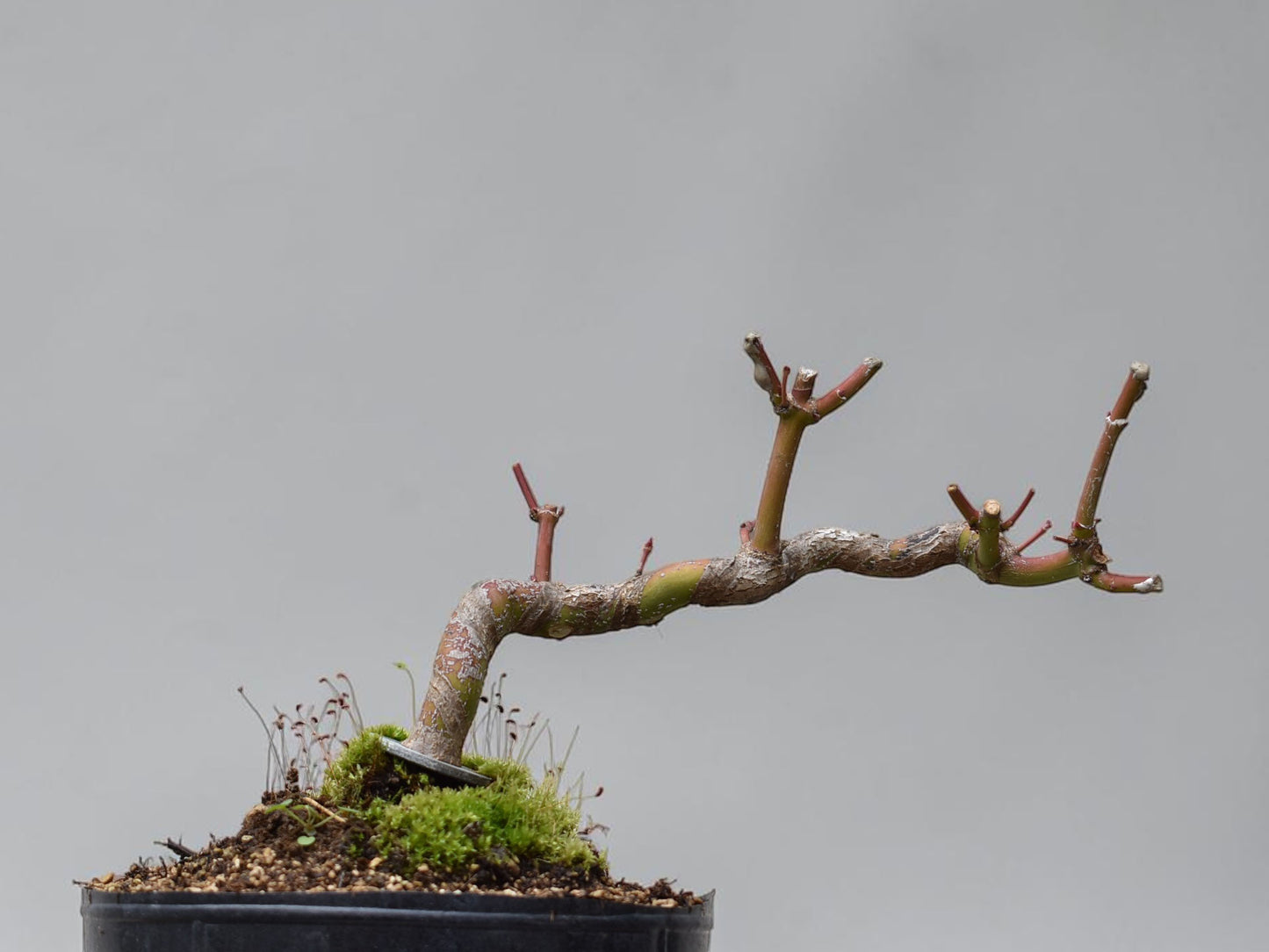 ARCE JAPONES (Acer Palmatum)