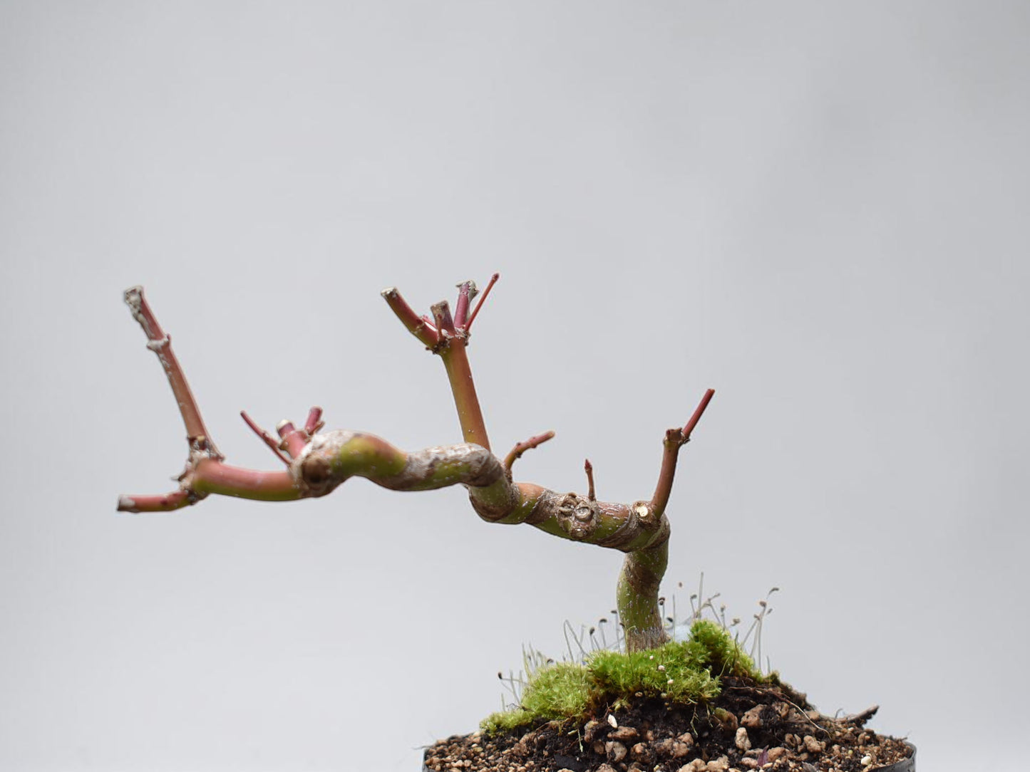 ARCE JAPONES (Acer Palmatum)