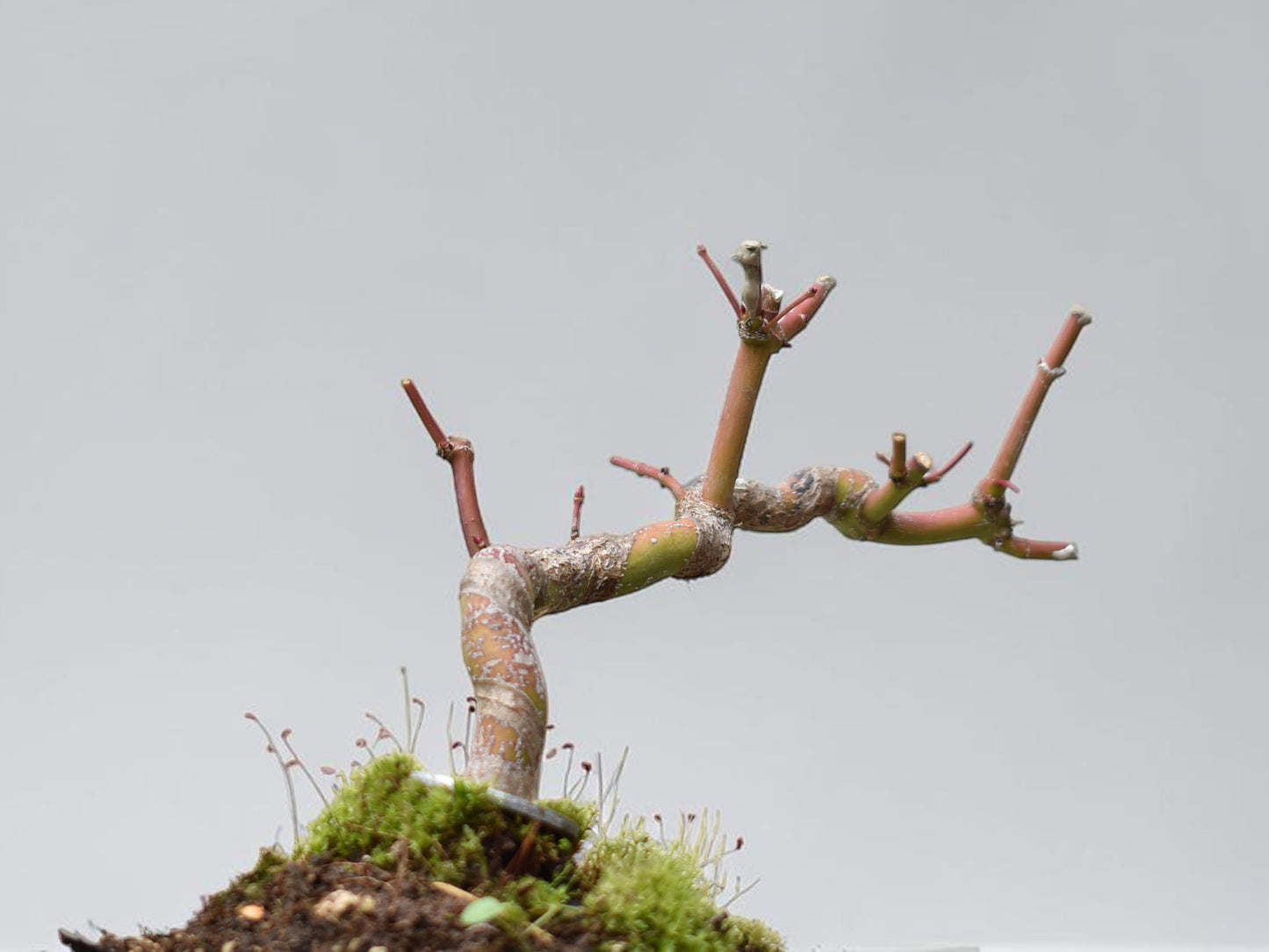 ARCE JAPONES (Acer Palmatum)