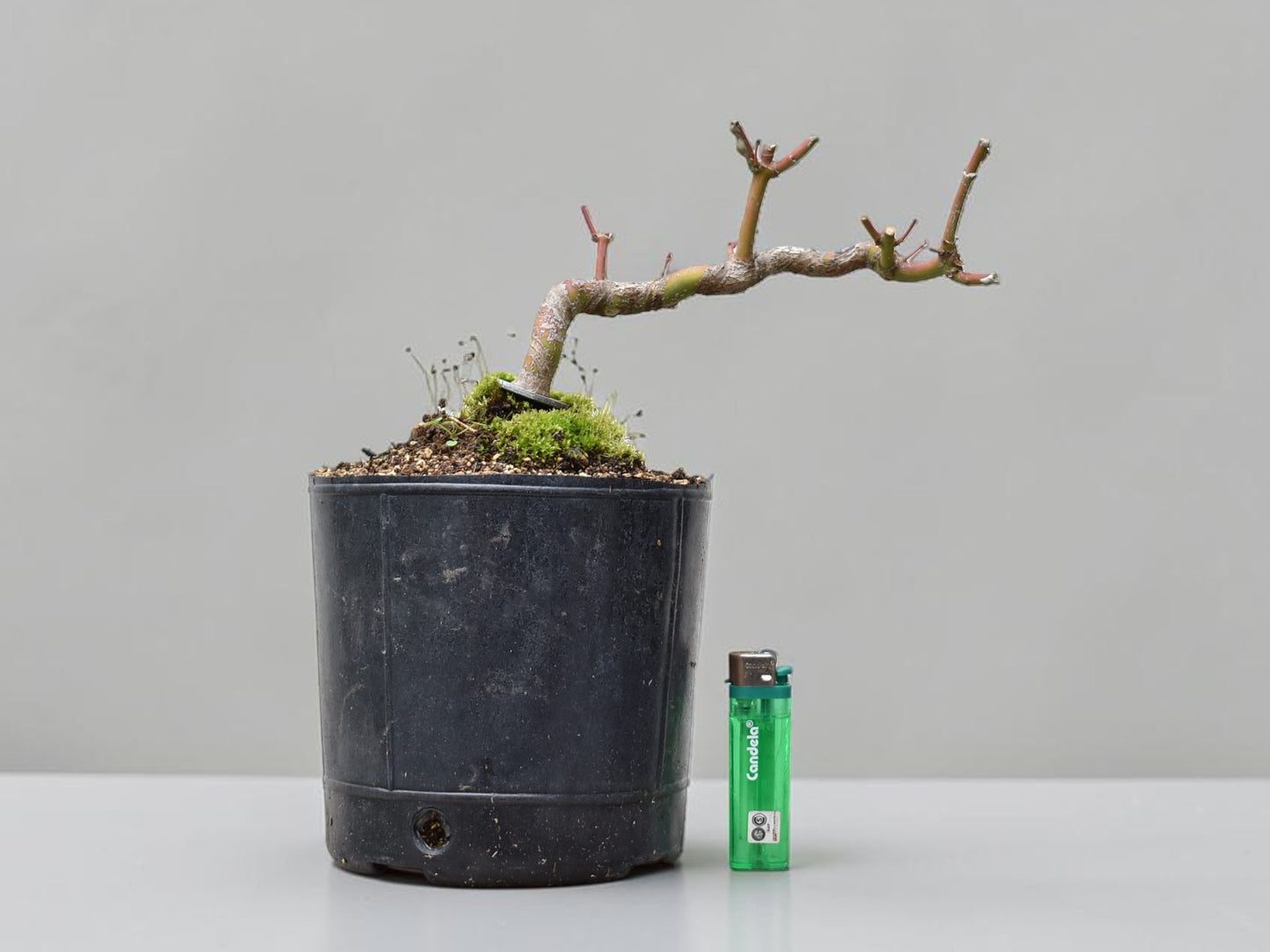 ARCE JAPONES (Acer Palmatum)