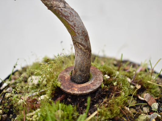 ARCE JAPONES (Acer Palmatum)