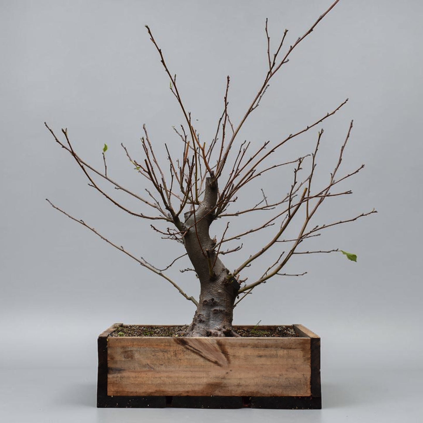 ALISO (Alnus Glutinosa)