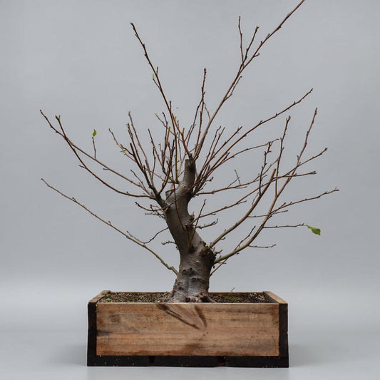 ALISO (Alnus Glutinosa)