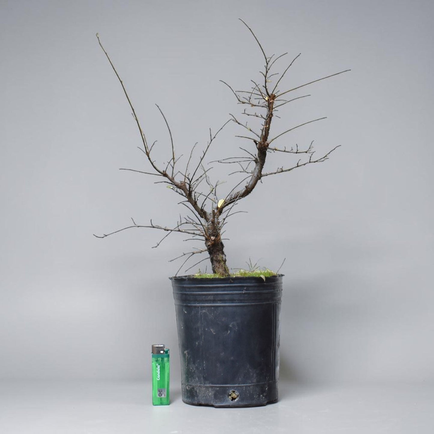 OLMO CHINO (Ulmus Parvifolia)