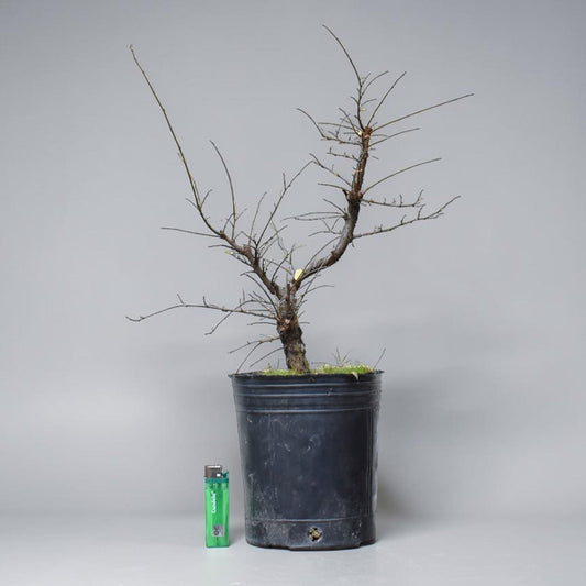 OLMO CHINO (Ulmus Parvifolia)