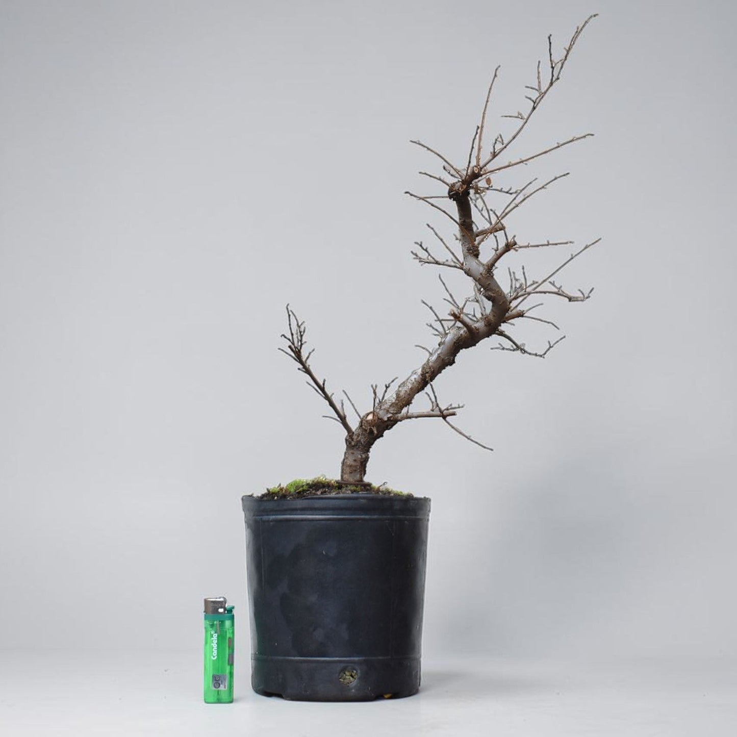 OLMO CHINO (Ulmus Parvifolia)