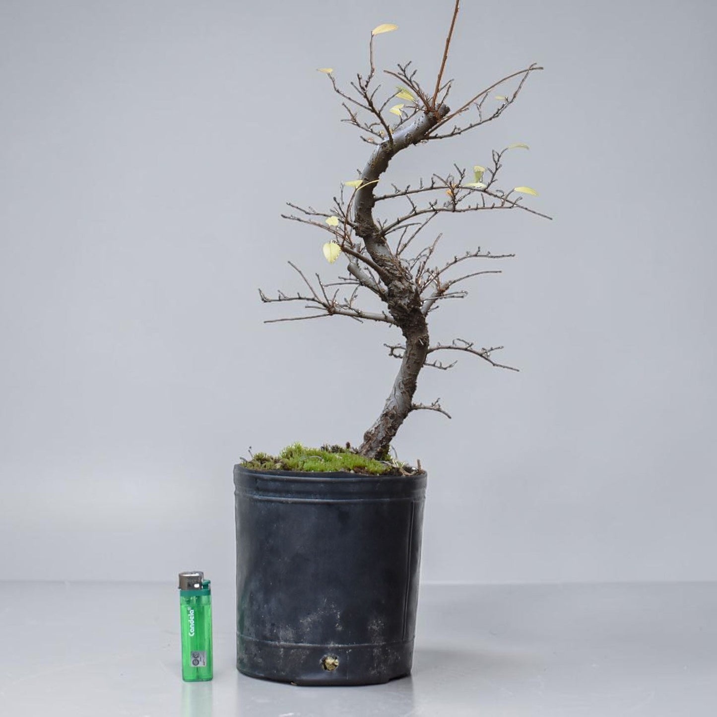 OLMO CHINO (Ulmus Parvifolia)