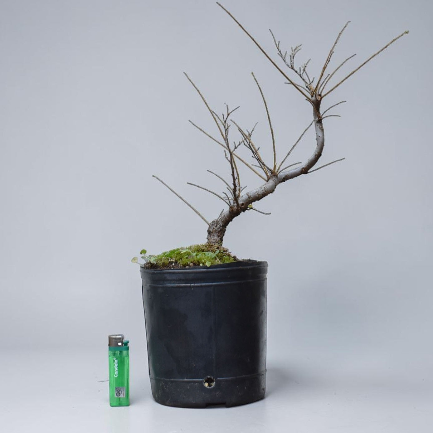 OLMO CHINO (Ulmus Parvifolia)