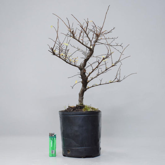 OLMO CHINO (Ulmus Parvifolia)