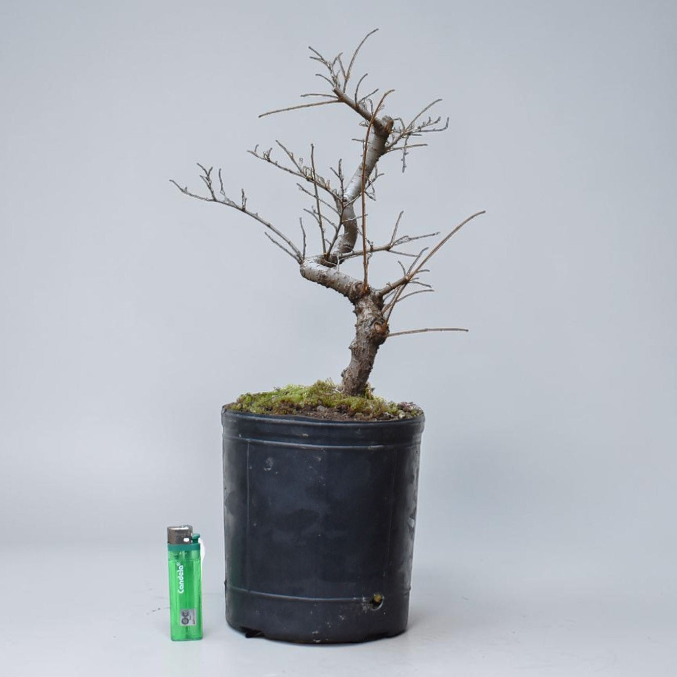 OLMO CHINO (Ulmus Parvifolia)