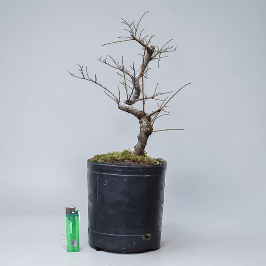 OLMO CHINO (Ulmus Parvifolia)