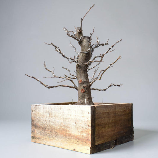 ALISO (Alnus Incana)