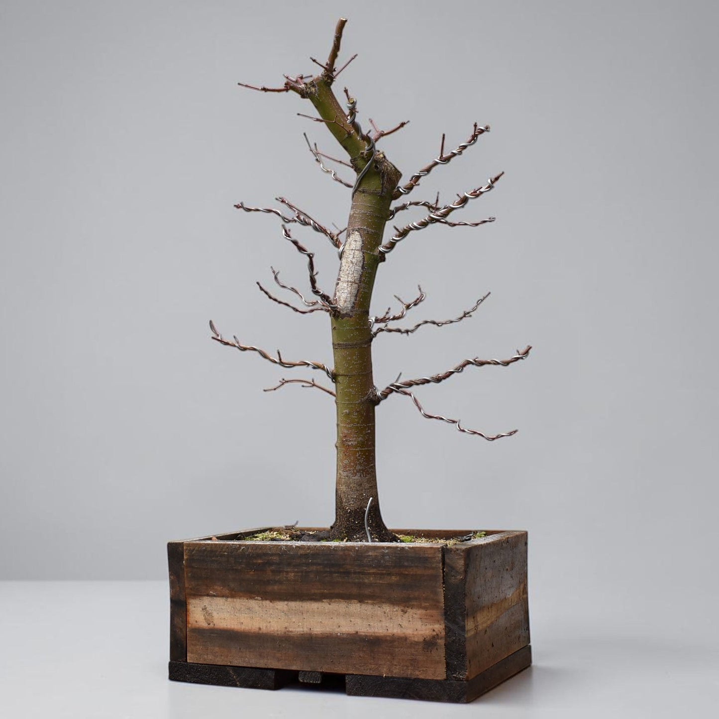 ARCE JAPONES (Acer Palmatum)