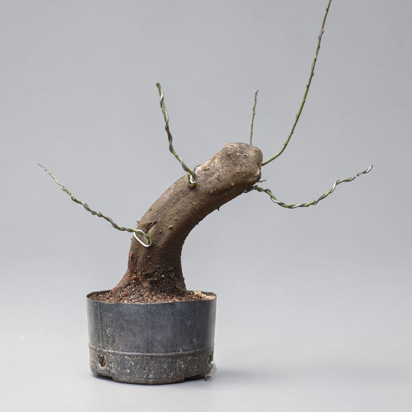 CIRUELO SILVESTRE (Prunus Cerasifera)
