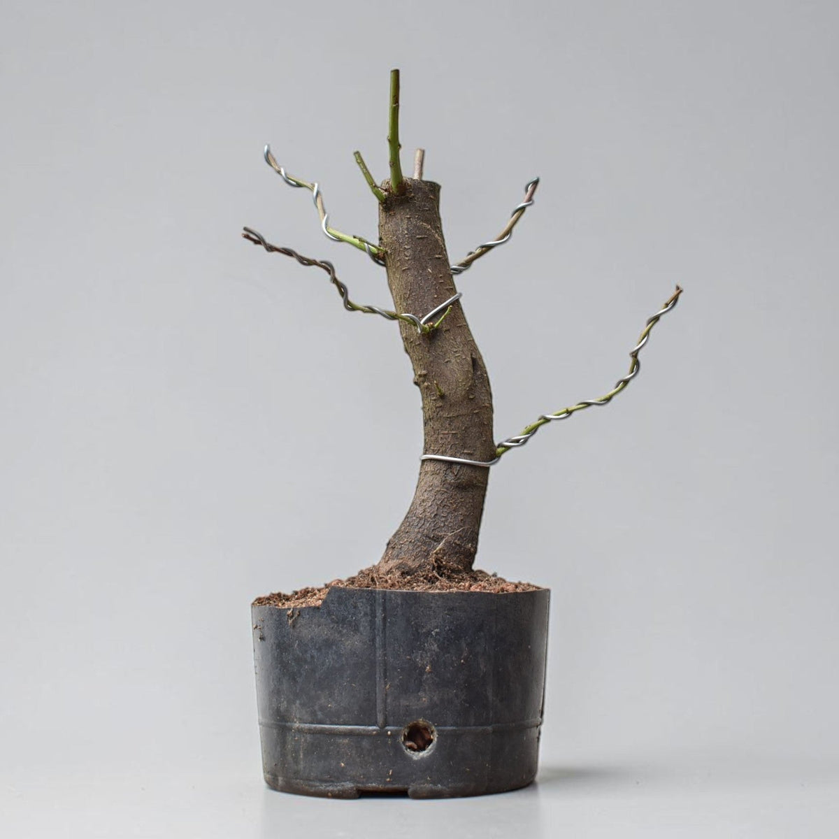 CIRUELO SILVESTRE (Prunus Cerasifera)