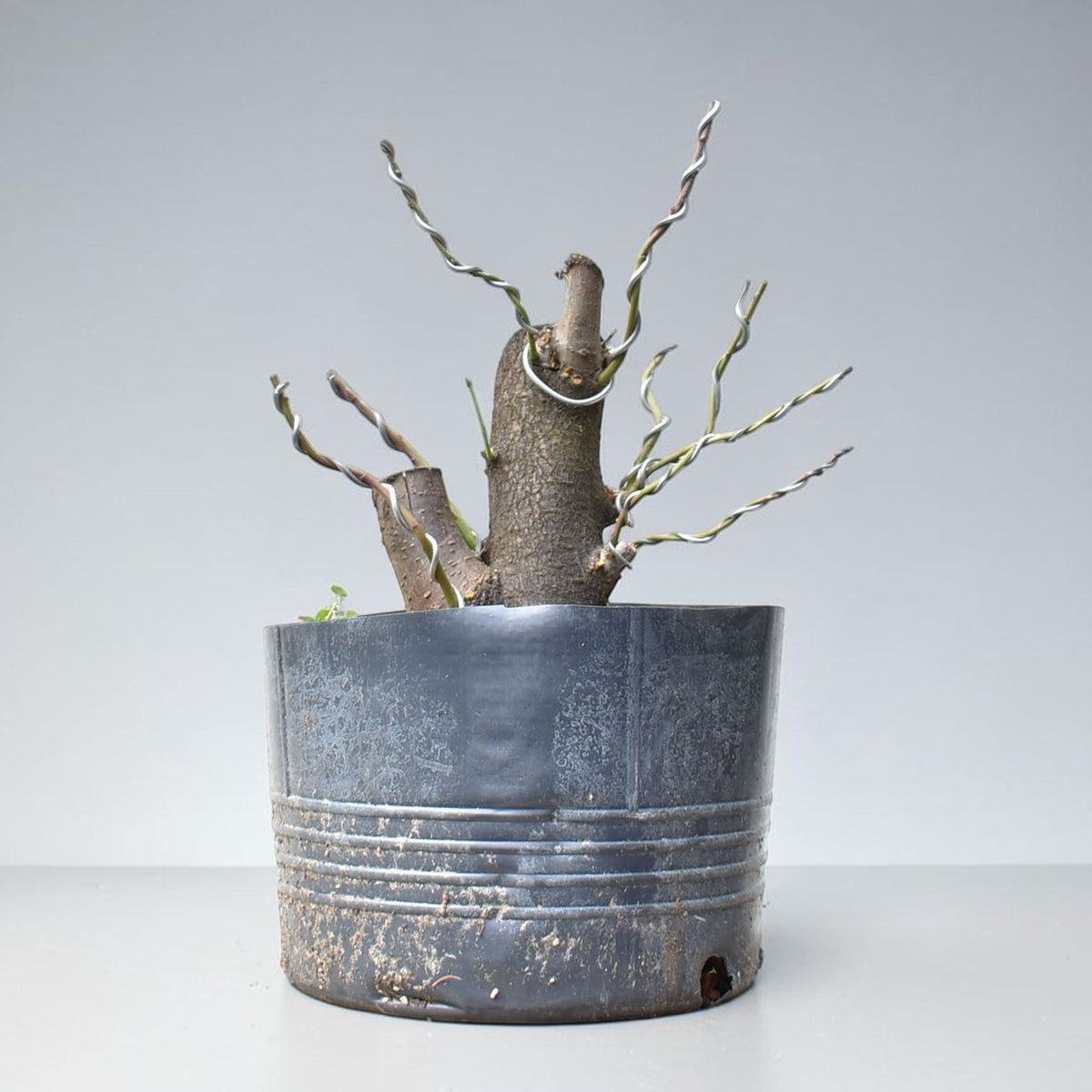 CIRUELO SILVESTRE (Prunus Cerasifera)