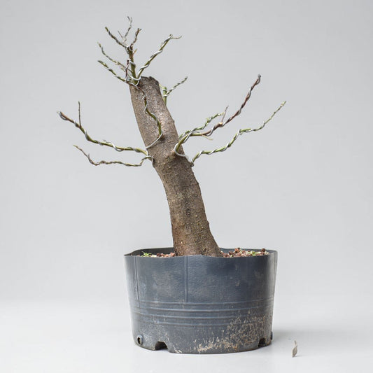 CIRUELO SILVESTRE (Prunus Cerasifera)