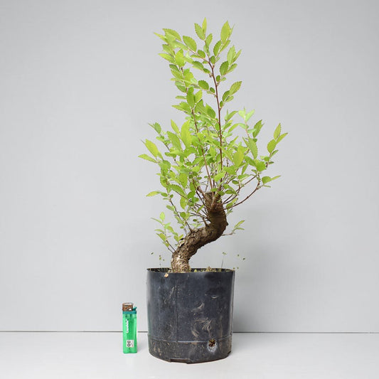 OLMO (Ulmus Minor)